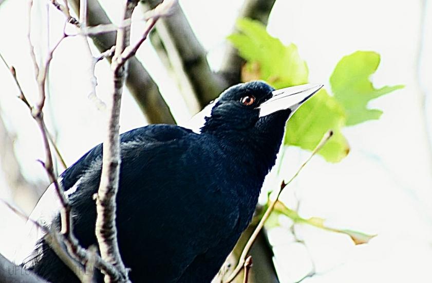Magpie in tree