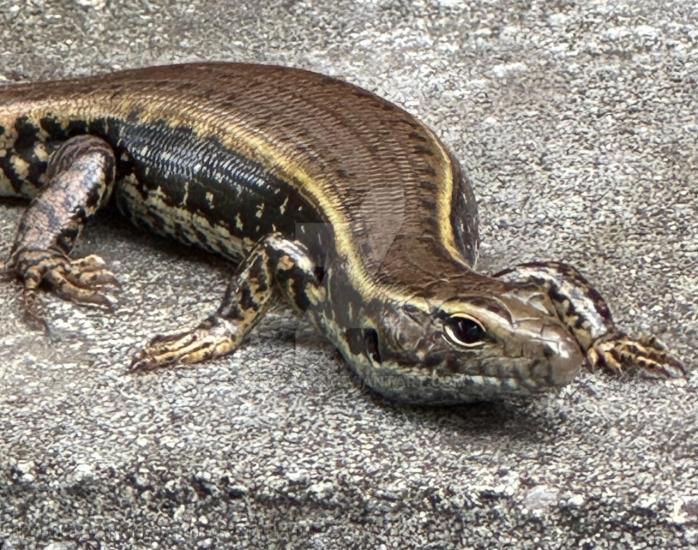 Local Water Skink