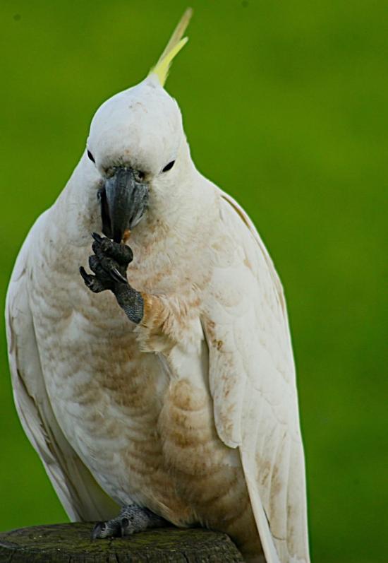 Cockatoo feeding