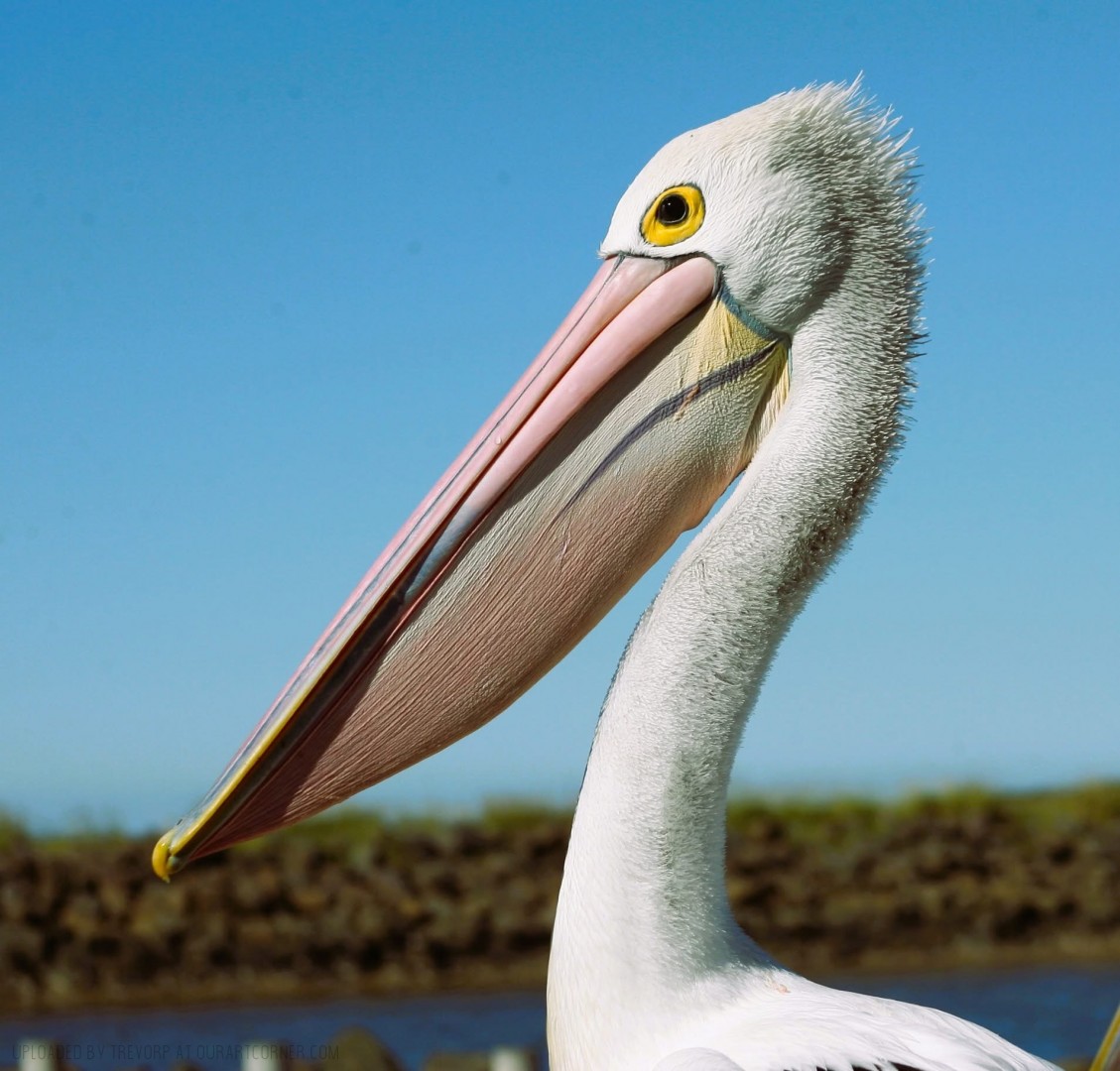 PELICAN-Profile