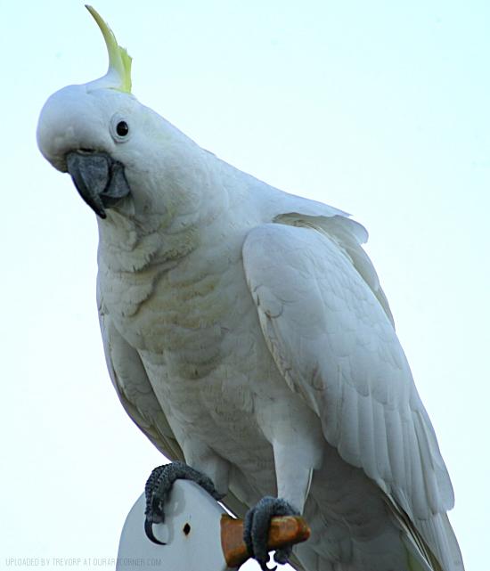 Friendly Cockatoo