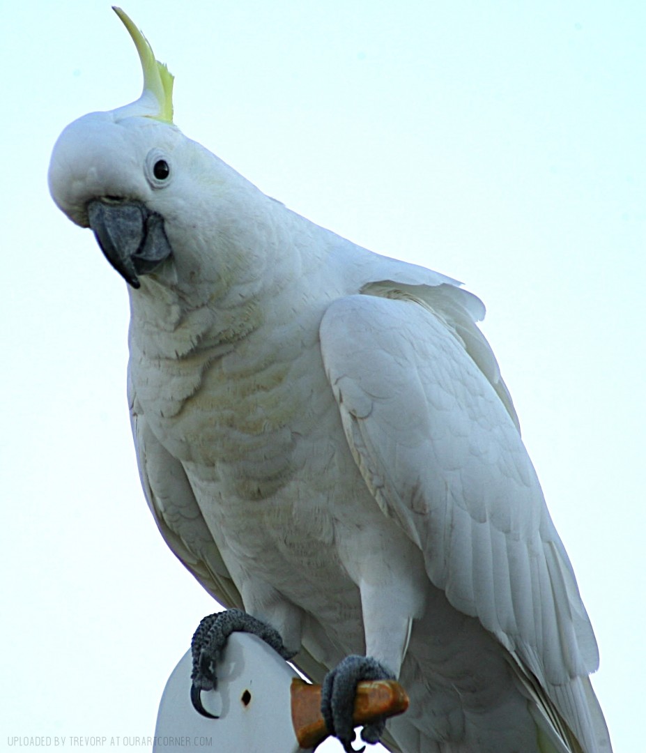 Friendly-Cockatoo