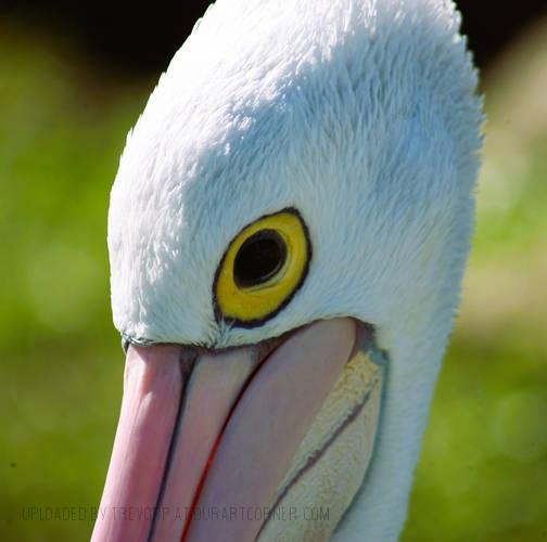 PELICAN - extreme close-up