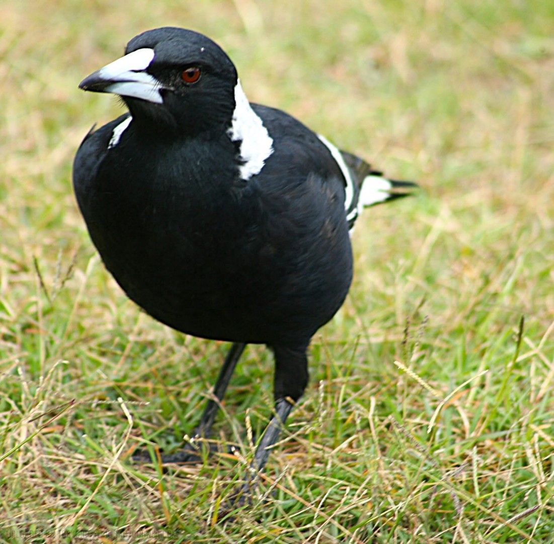 Local-Magpie