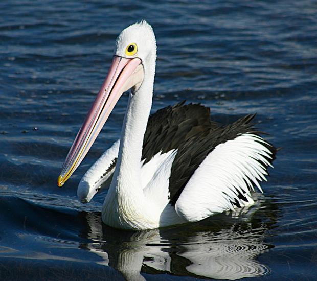 HUNGRY BIRD
