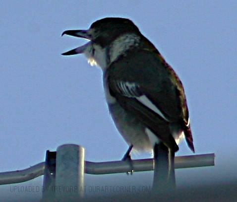 Butcherbird Calling