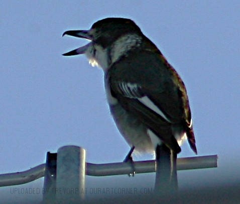Butcherbird-Calling