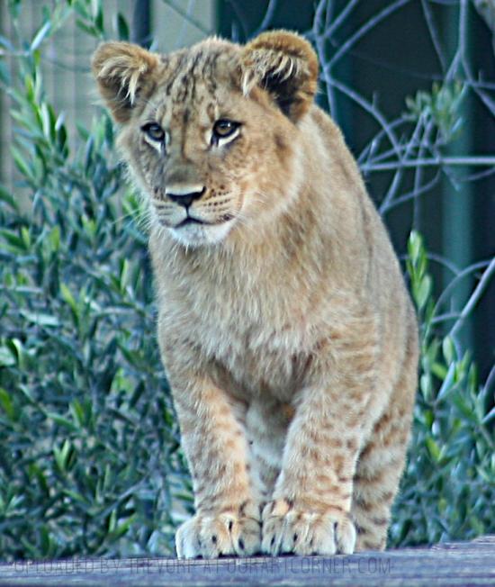 LION CUB