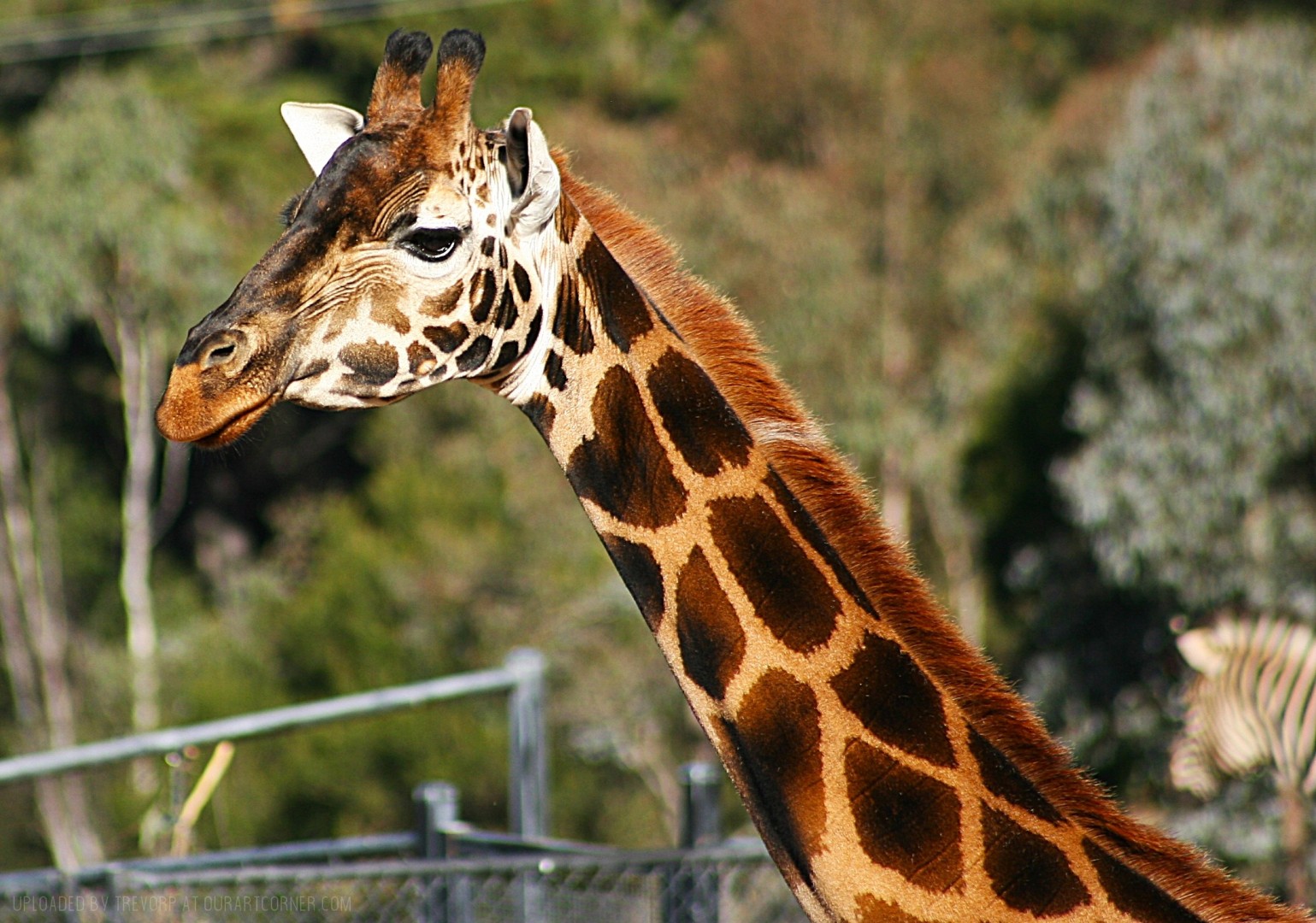 A-Captive-Giraffe