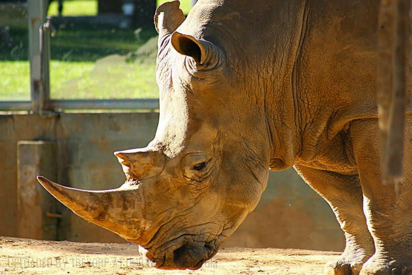WHITE RHINO