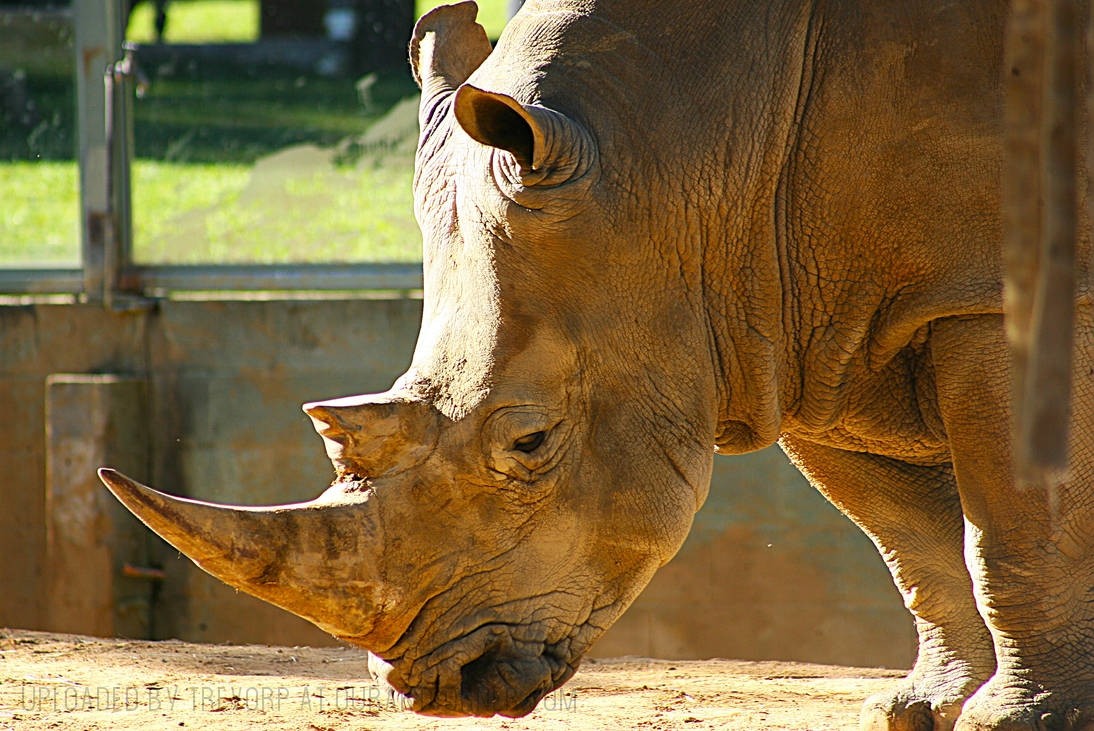 WHITE-RHINO