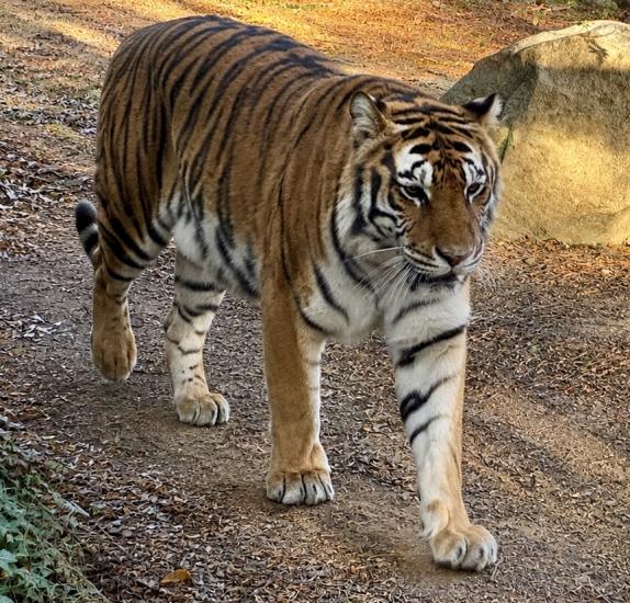 Prowling Tiger