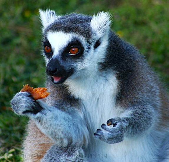 Ring Tailed Lemur