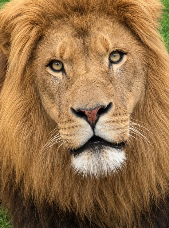 African Lion