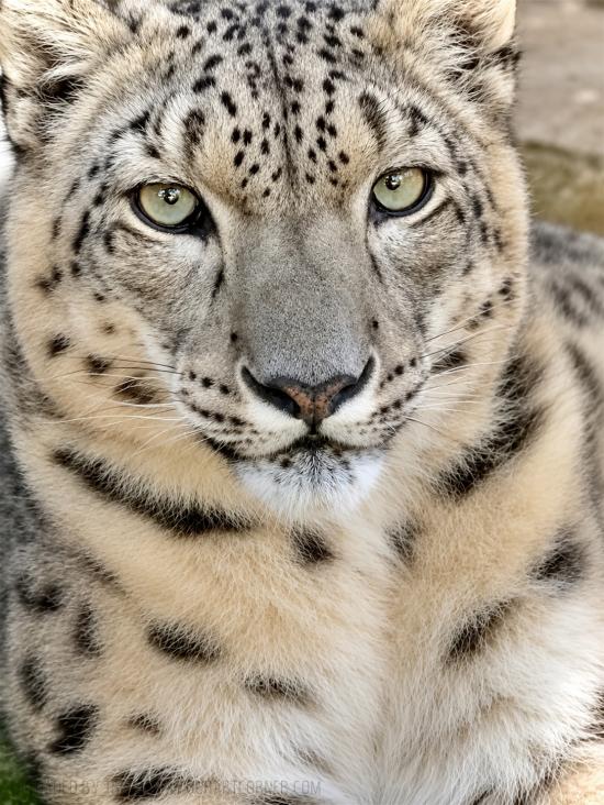 SNOW LEOPARD