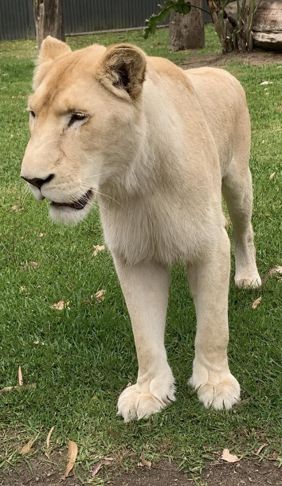 WHITE LIONESS