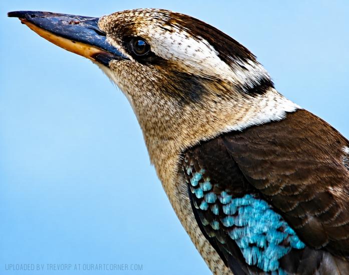 LAUGHING KOOKABURRA