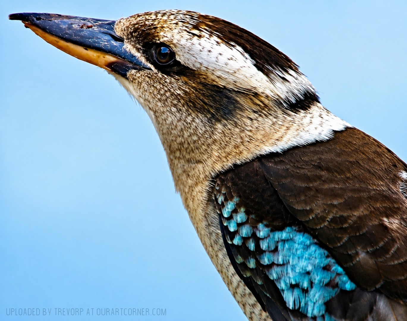 LAUGHING-KOOKABURRA