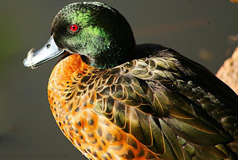 Chestnut Teal