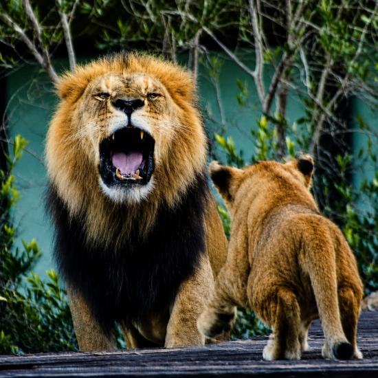 David vs Goliath