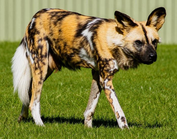 A PAINTED DOG