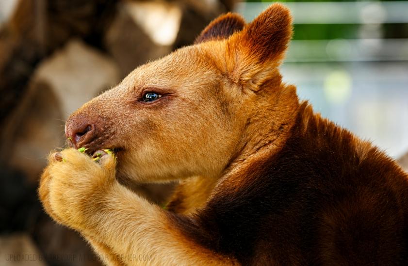 Tree Kangaroo