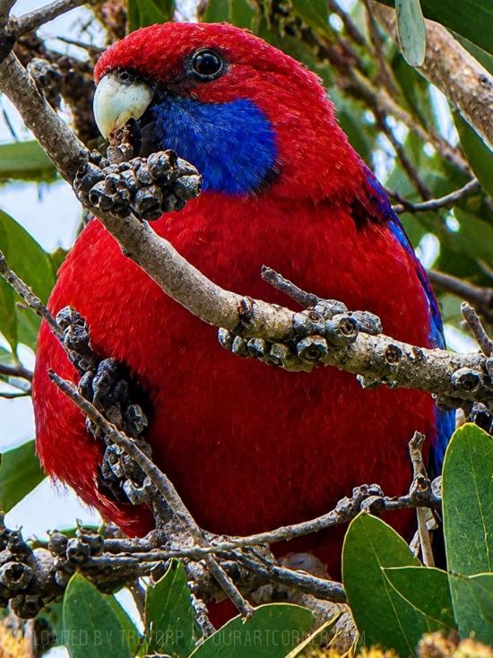 A CRIMSON ROSELLA