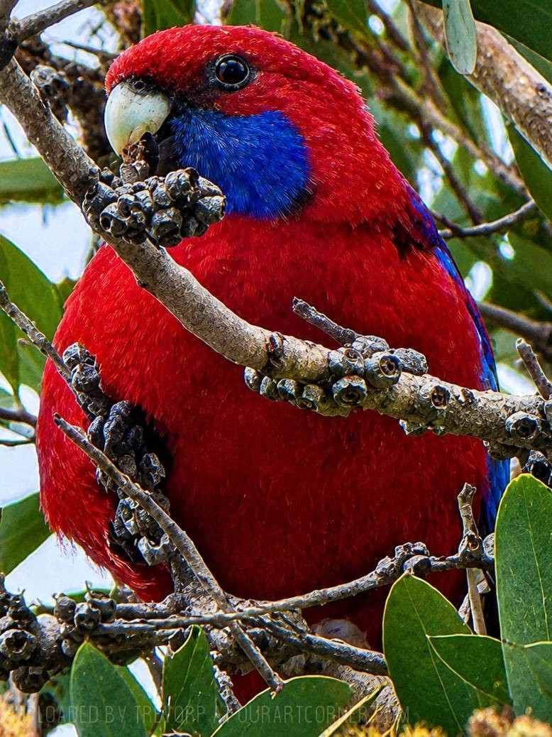 A-CRIMSON-ROSELLA
