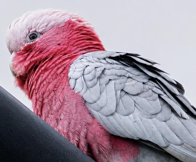 PINK GALAH