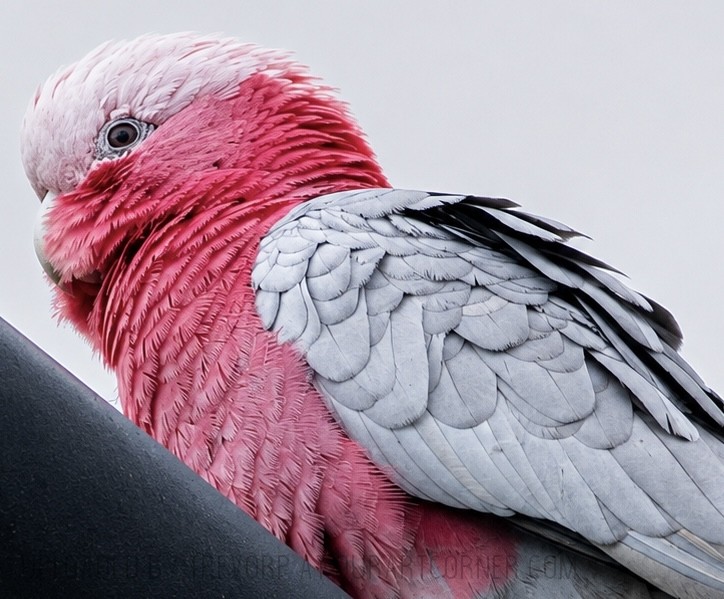 PINK-GALAH
