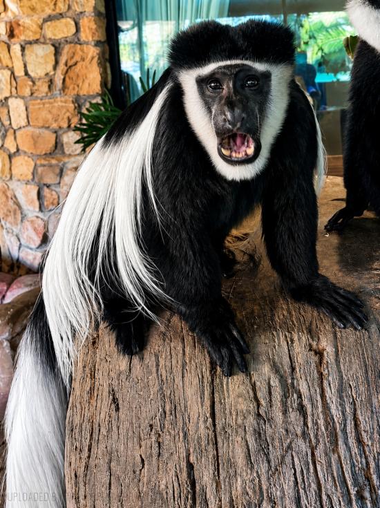 AN ANGRY MONKEY