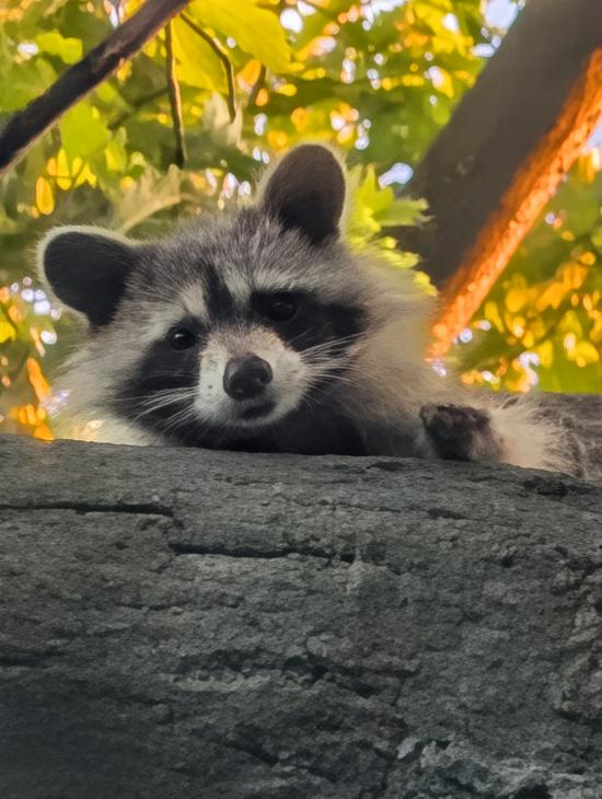 Raccoon says hi