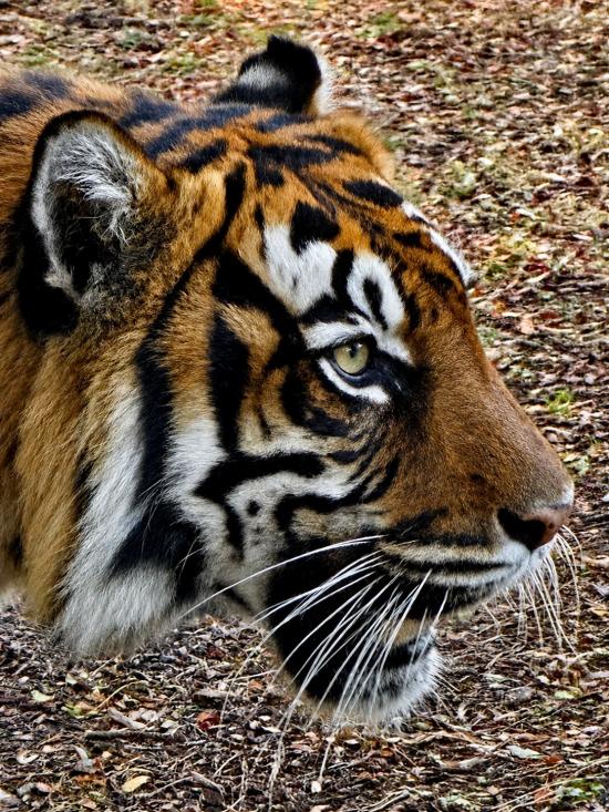 A Captive Tiger