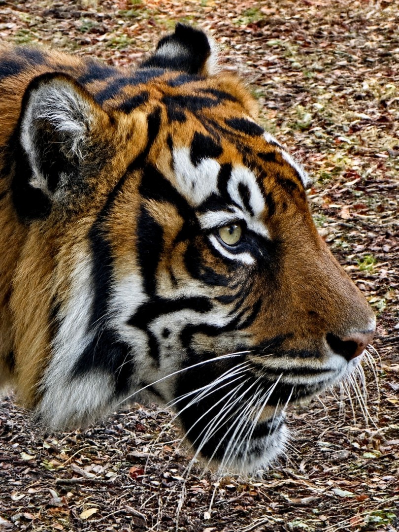 A-Captive-Tiger