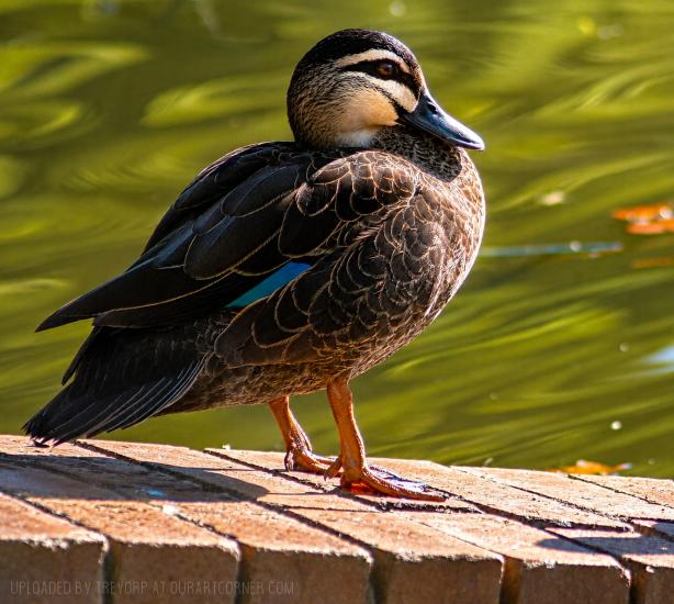 Pacific Black Duck