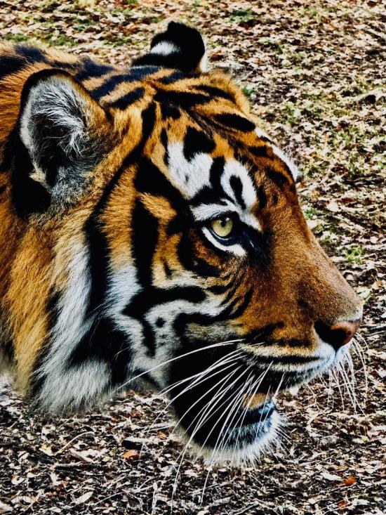A CAPTIVE TIGER
