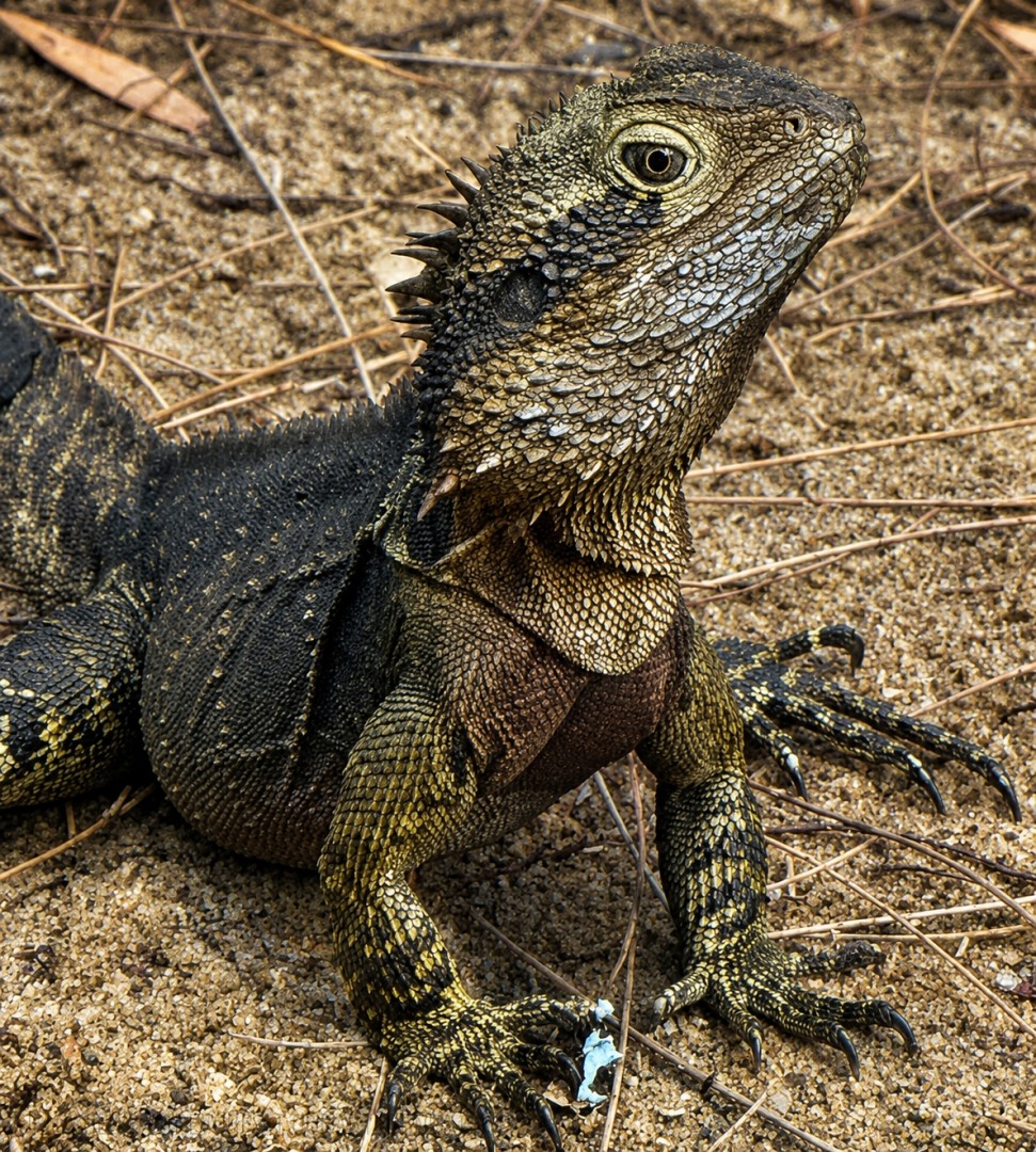 Water-Dragon