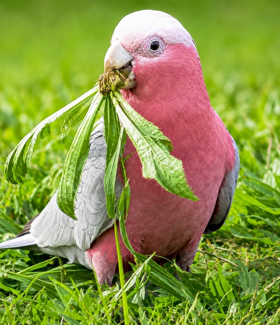 EATING-GREENS