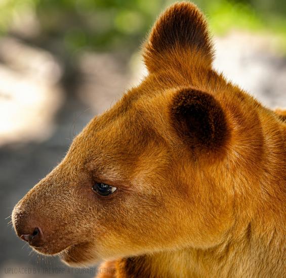 Tree Kangaroo