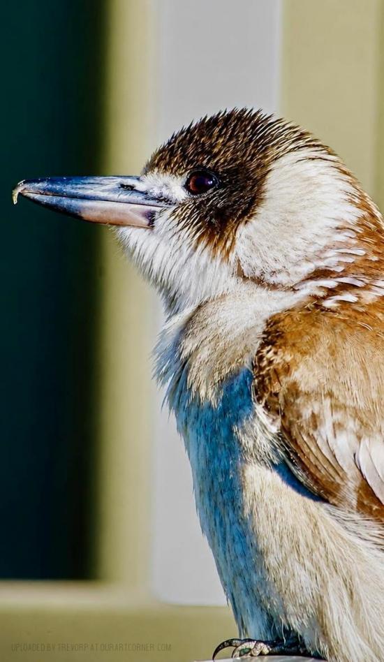 Grey Butcherbird