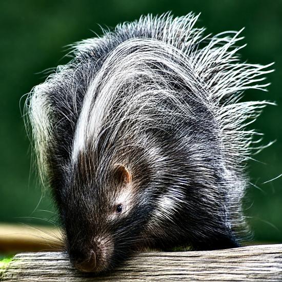 GIANT PORCUPINE
