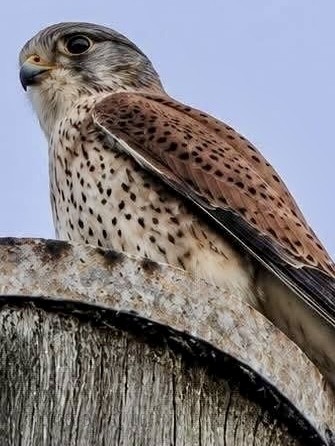 A-Nankeen-Kestrel