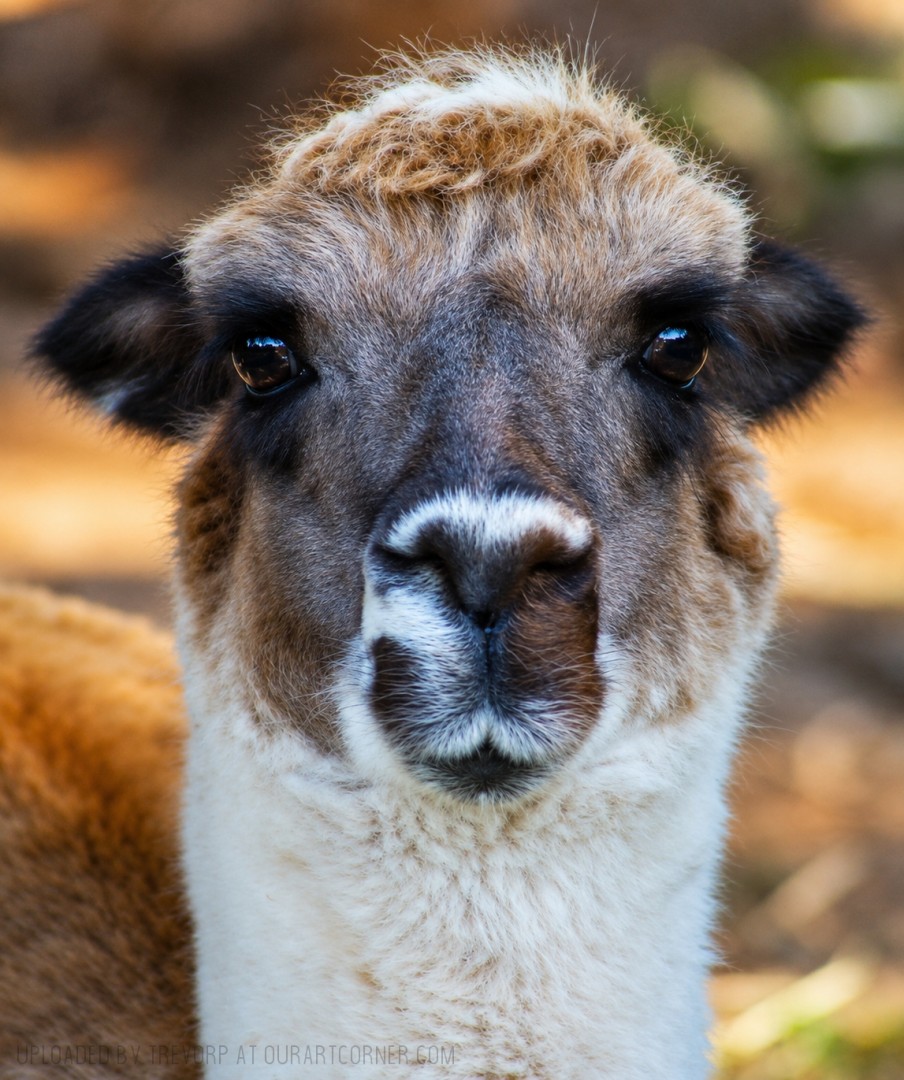 Look-into-my-eyes