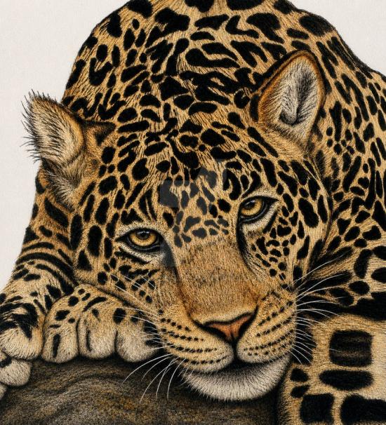 JAGUAR ARTWORK