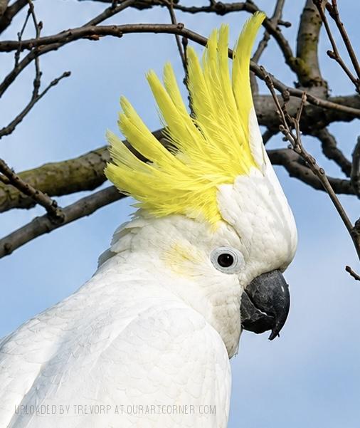 Alert Cockatoo