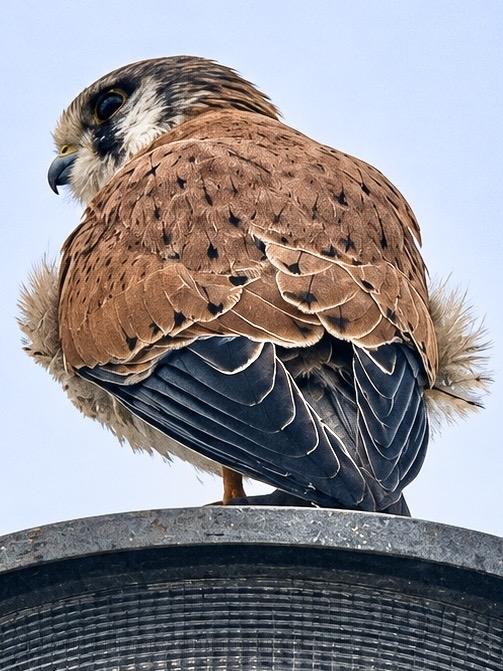 A Nankeen Kestrel