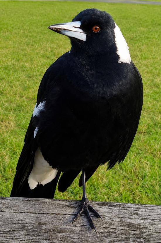 CHILLED MAGPIE