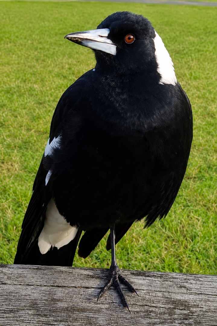 CHILLED-MAGPIE