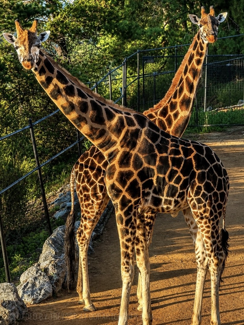 Pair-of-Giraffes