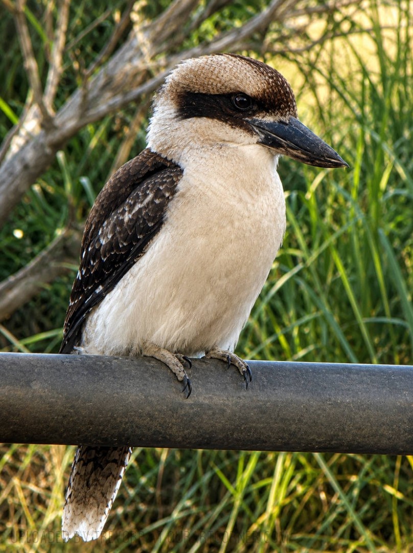 A-Kookaburra
